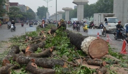 Chặt hạ 6.700 cây xanh: TP Hà Nội có đang làm trái quy định?